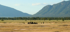 Cattle grazing